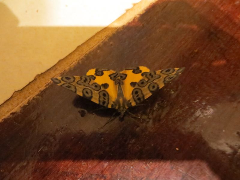 falena gialla e nera Bolivia